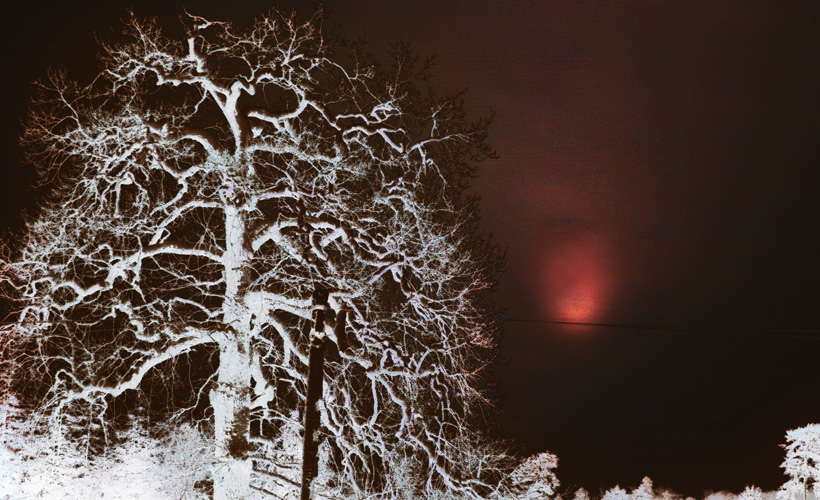 Petrified trees by the light of the primary moon